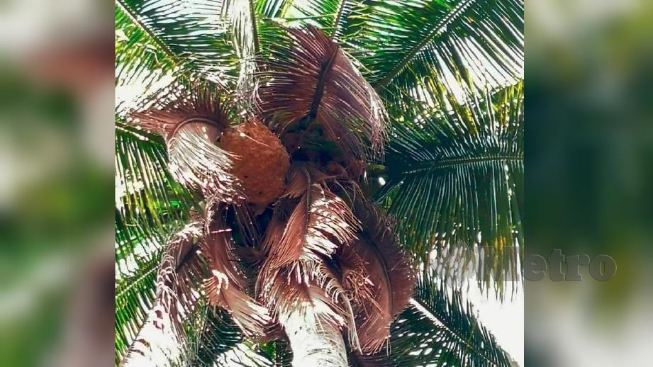 KEWUJUDAN sarang tebuan sebesar bola sepak terletak kira-kira 30 meter di atas sebatang pokok kelapa berhadapan Pusat Pemulihan Dalam Komuniti (PDK) Seri Nakhoda di Bagan Nakhoda Omar (BNO), sejak akhir Disember tahun lalu. FOTO Amirul Aiman Hamsuddin
