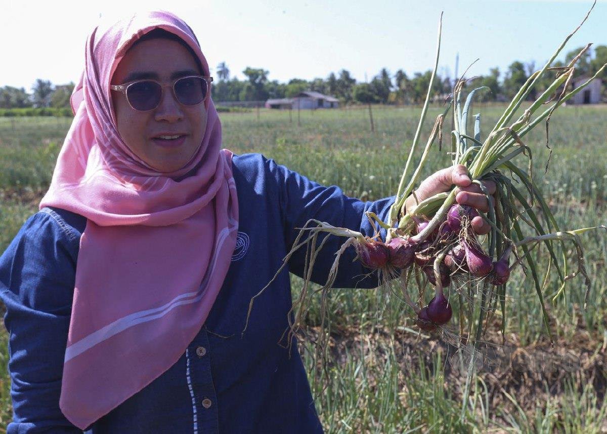Ketua Stesen MARDI Bachok, Emy Sabrina Mohd Noor menuai hasil bawang merah yang ditanam oleh Institut Penyelidikan dan Kemajuan Pertanian Malaysia (MARDI) di Bachok bermula sejak 2021 di atas tanah seluas 1.5 hektar. FOTO NIK ABDULLAH NIK OMAR