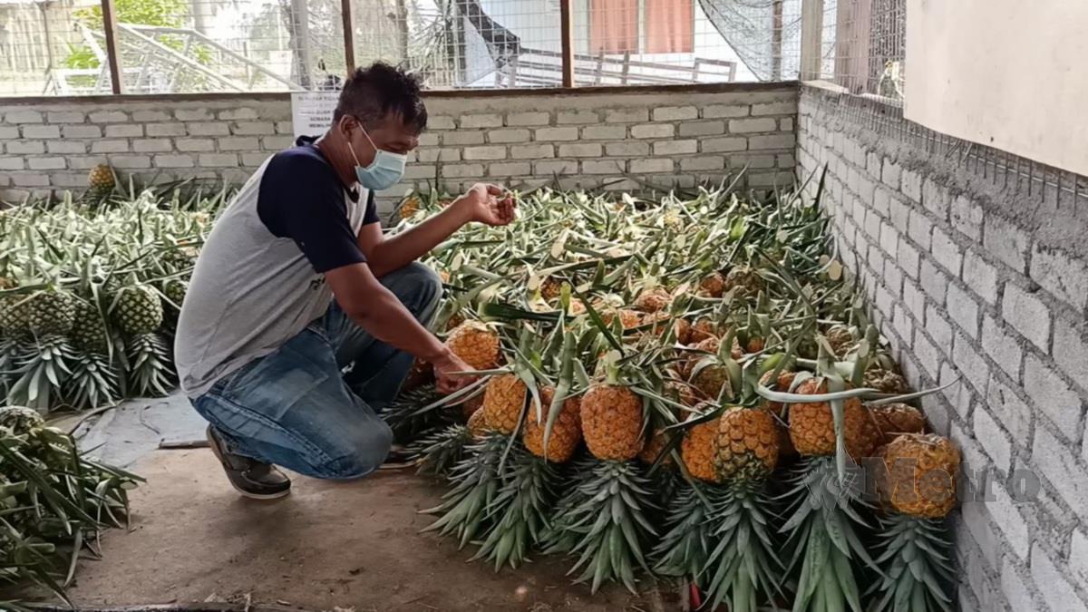 Mohd Alida’em Ibrahim, 47, menunjukkan nanas jenis MD2 di stor ladangnya di Daimler Goxvilla di Pulau Kerbau, di sini. FOTO SITI ROHANA IDRIS