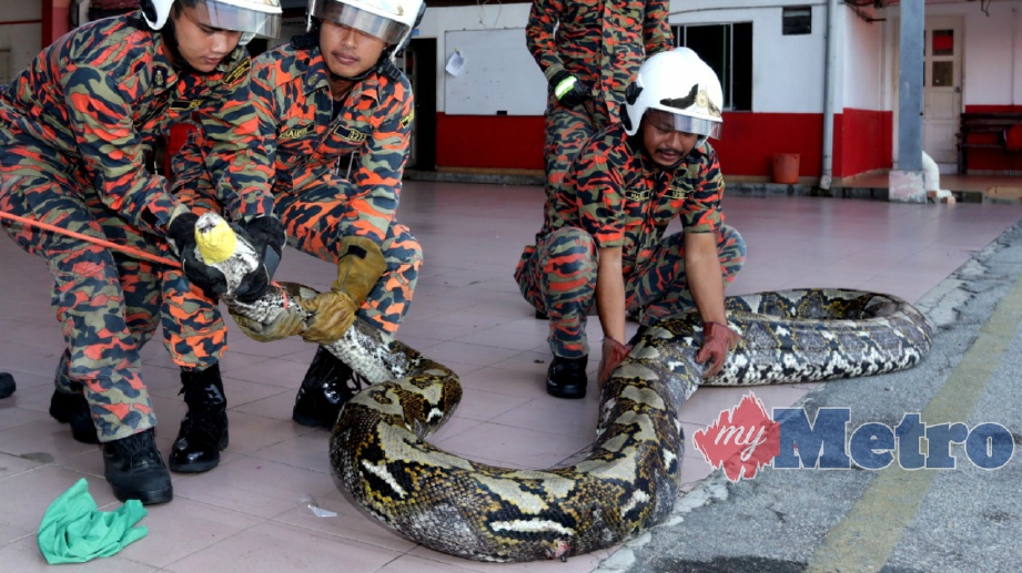ANGGOTA dari Balai Bomba dan Penyelamat Bukit Ubi berjaya menangkap seekor ular sawa  sepanjang 23 kaki dan berat  100 kilogram awal pagi tadi  berhampiran Lapang Sasar Penor selepas ular berkenaan cedera dilanggar sebuah kereta. FOTO Zulkepli Osman