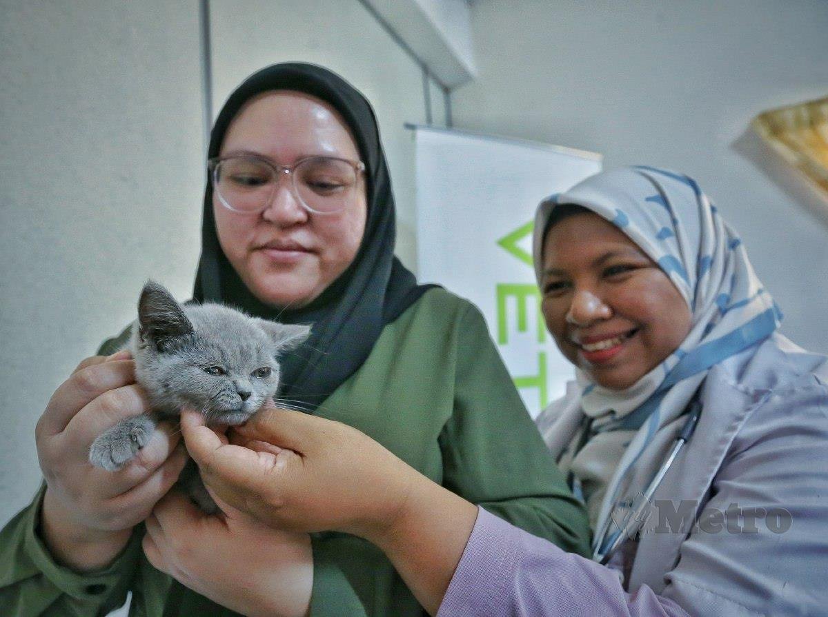 Dr Azliza Ahmad (kanan) membuat pemeriksaan kesihatan seekor anak kucing milik Khairun Sofea Awang Mohd Faudzi, 33, (kiri) yang baru menjalani pembedahan akibat penyakit 'Rectal Prolapse'  di klinik miliknya. FOTO AZRUL EDHAM