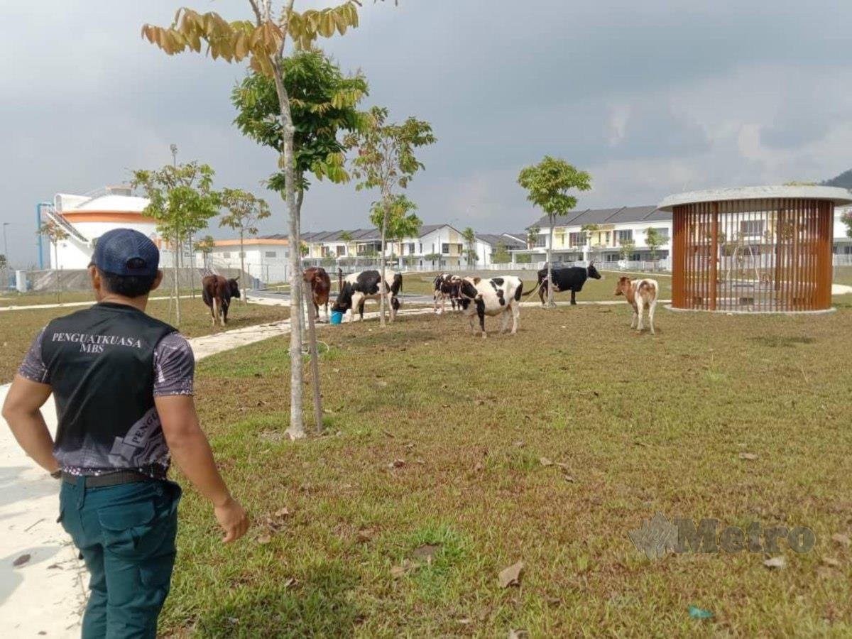 Bahagian Penguatkuasaan Majlis Bandaraya Seremban (MBS) 'menyita' lembu yang berkeliaran di taman perumahan serta kawasan komersial dekat Taman Laman Sendayan, Jalan Laman Sendayan Biz 2, di sini, kelmarin. FOTO IHSAN MBS.