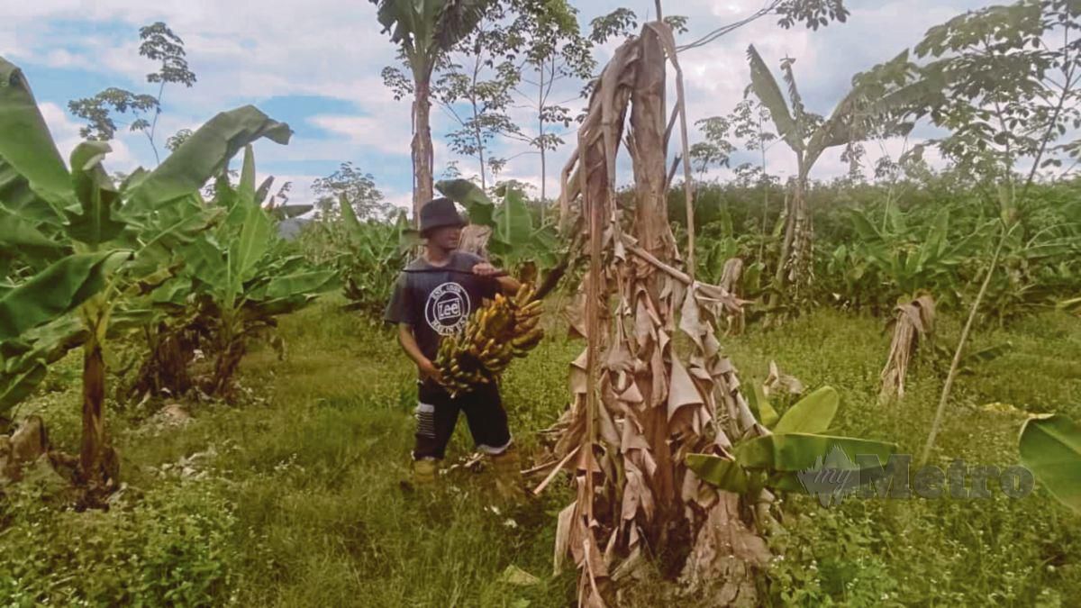 MOHD Azlan menanam 5,000 pokok pisang dan 1,000 daripadanya rosak akibat kemarau menyebabkan kerugian hampir RM40,000. FOTO NOORAZURA ABDUL RAHMAN