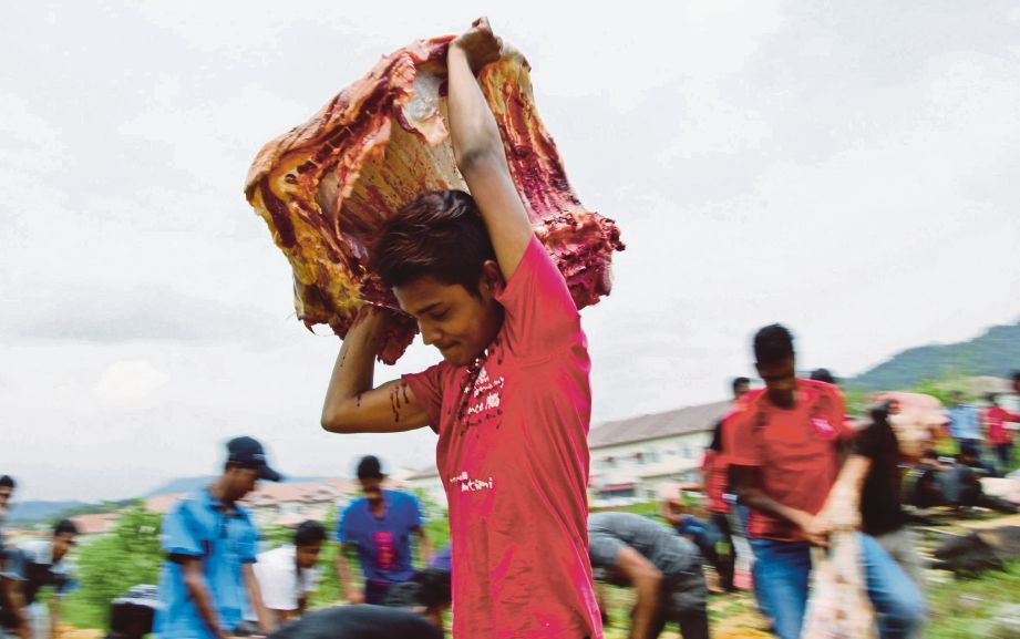 EMPAT belas  ekor lembu yang dikorbankan  diagihkan kepada masyarakat Rohingya  pada Program Misi Qurban untuk Ummah anjuran MAPIM, semalam. 
