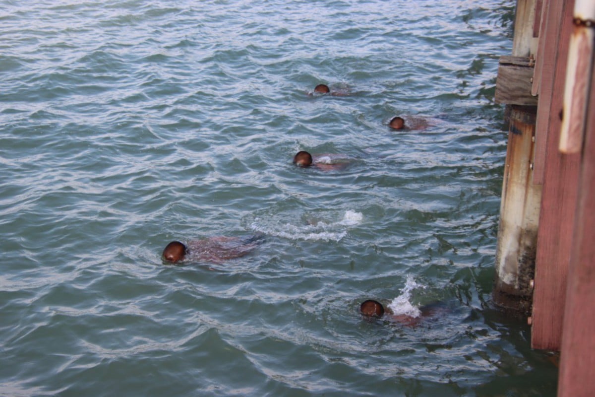 UJIAN renang drownproofing memerlukan peserta kursus untuk mengikat kaki dan tangan mereka sebelum berenang merapat ke pantai.