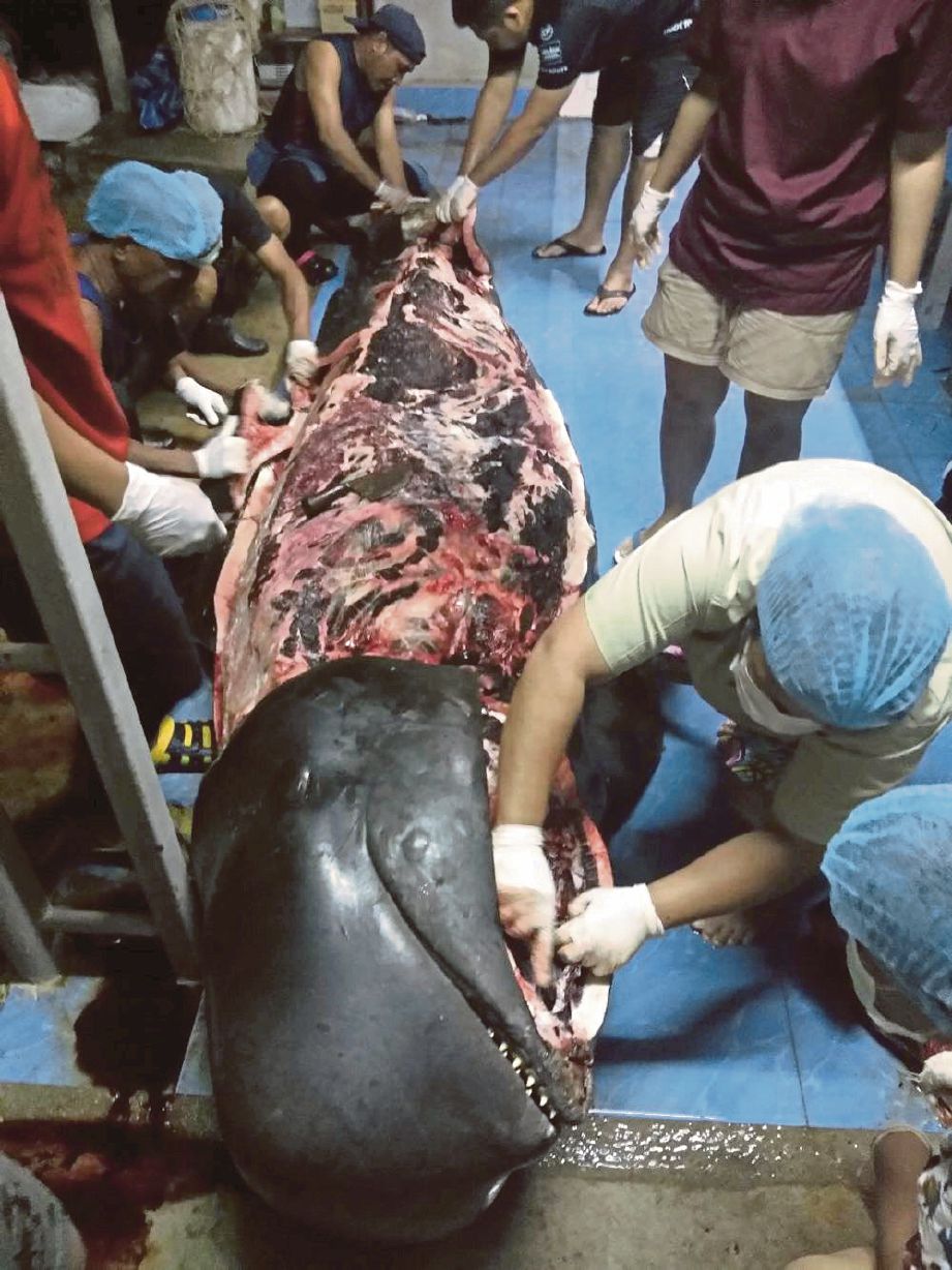 PAKAR biologi marin melakukan bedah siasat pada seekor ikan paus yang mati selepas ditemui sakit di Songkhla, Thailand. - Reuters