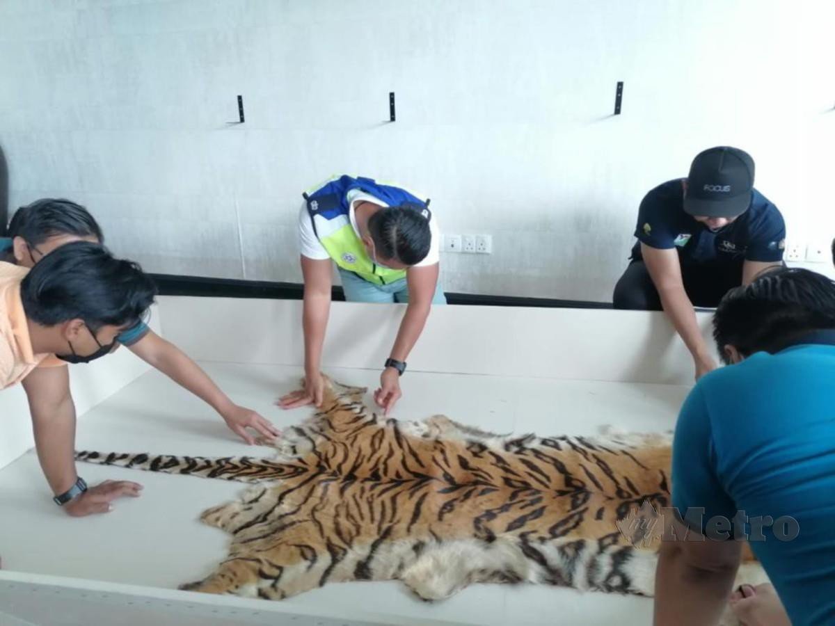 PEGAWAI Perhilitan merampas kulit harimau Malaya dari sebuah kediaman mewah di Jalan Tun
