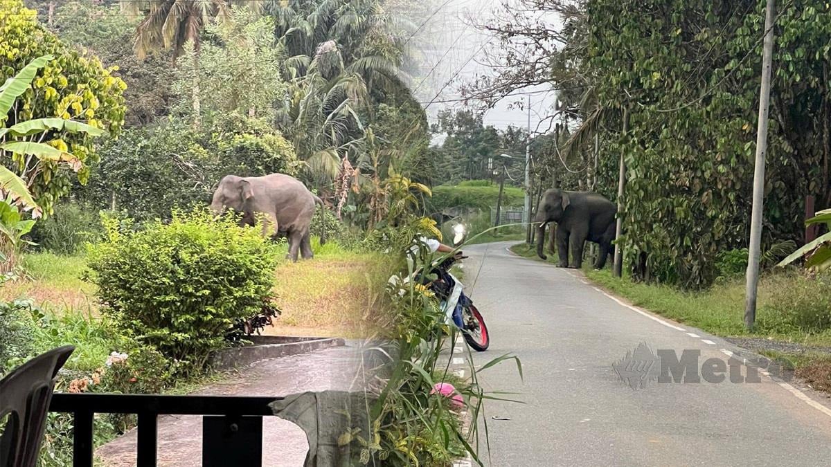Empat ekor gajah dikenalpasti termasuk ke dalam kawasan penempatan penduduk di sekitar daerah Kluang Johor bakal dipindahkan dalam masa terdekat. Foto tular