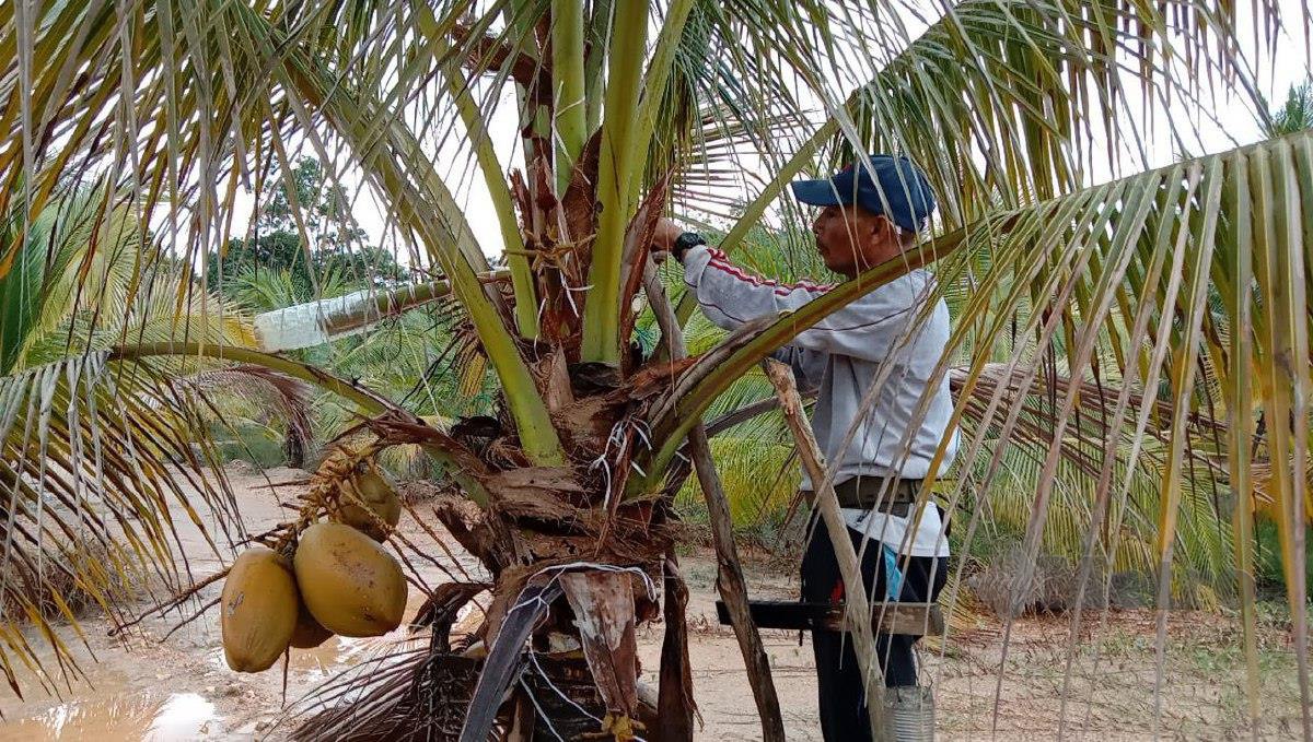 Wan Zulpani Wan Ahmad, 51, sedang melakukan kerja memotong mayang kelapa dan menadah botol untuk mendapatkan air nira. FOTO NAZDY HARUN