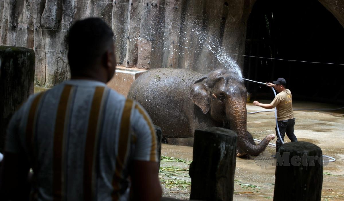 Pengunjung melihat petugas menyiram gajah bagi mengurangkan haba panas ketika tinjauan cuaca panas di Zoo Negara, Kuala Lumpur. FOTO HAIRUL ANUAR RAHIM
