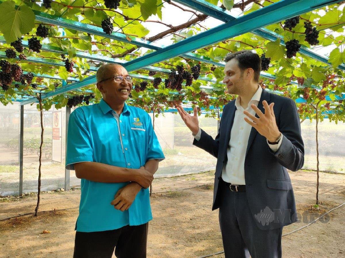 Duta Ukraine di Malaysia, Olexander Nechytaylo (kanan) semasa melawat tanaman anggur secara fertigasi yang ditanam di dalam rumah pelindung hujan (RPH) oleh jurutera, Hishamuddin Othman (kiri) di Muallim Hortigard and Nursery. FOTO ROSMAN SHAMSUDIN