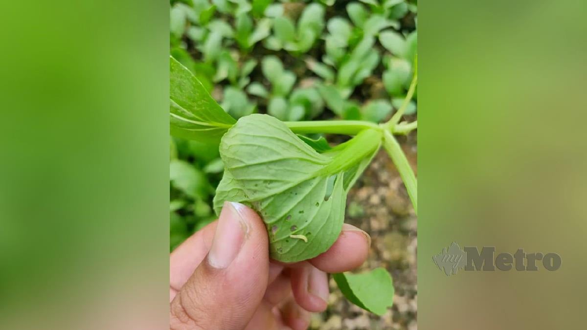 Peladang sayuran di Johor menunjukkan ulat perosak pemakan sayur dikenali sebagai Plutella atau nama saintifiknya 'Plutella Xylostella' yang merosakan hasil ladang sayuran yang menyebabkan sayuran rosak sehingga menjejaskan bekalannya. FOTO IHSAN PERSEKUTUAN PENANAM SAYUR