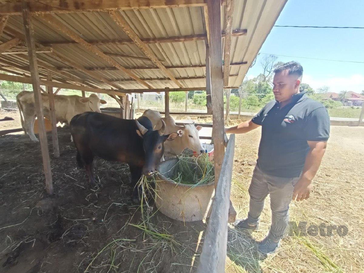 Mohd Hanif Mat Hussin, 30, (baju hitam) melihat lembu peliharaannya makan rumput yang dibeli ketika ditemui di kandangnya, di Kampung Kubang Edang, Peringat. FOTO SITI ROHANA IDRIS