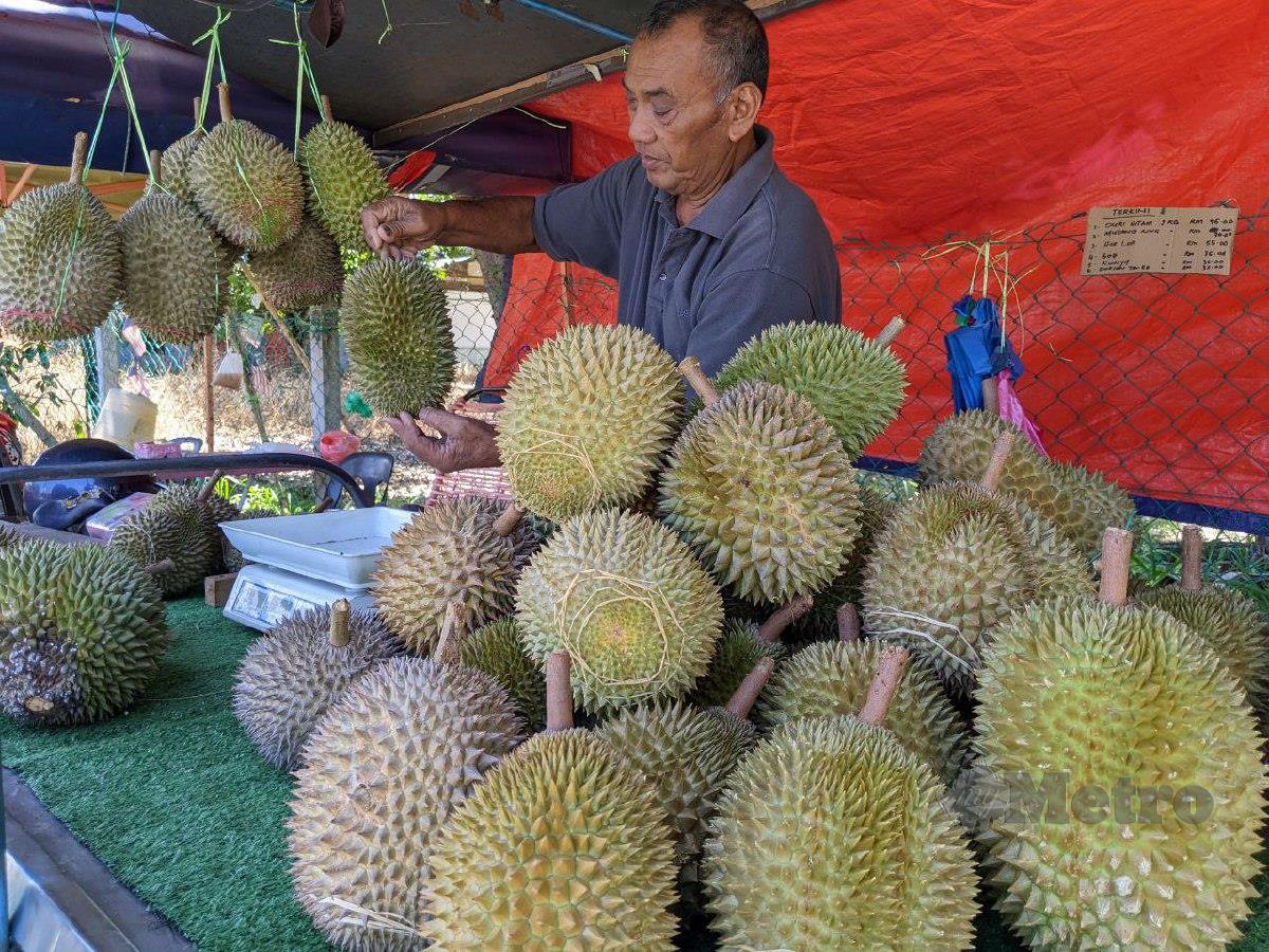 Pemilik dusun dan peniaga durian, Hamzah Ahmad, 66, di Jalan Air Putih, Balik Pulau di sini, menjangka harga durian akan turun pada bulan depan. FOTO ZUHAINY ZULKIFFLI