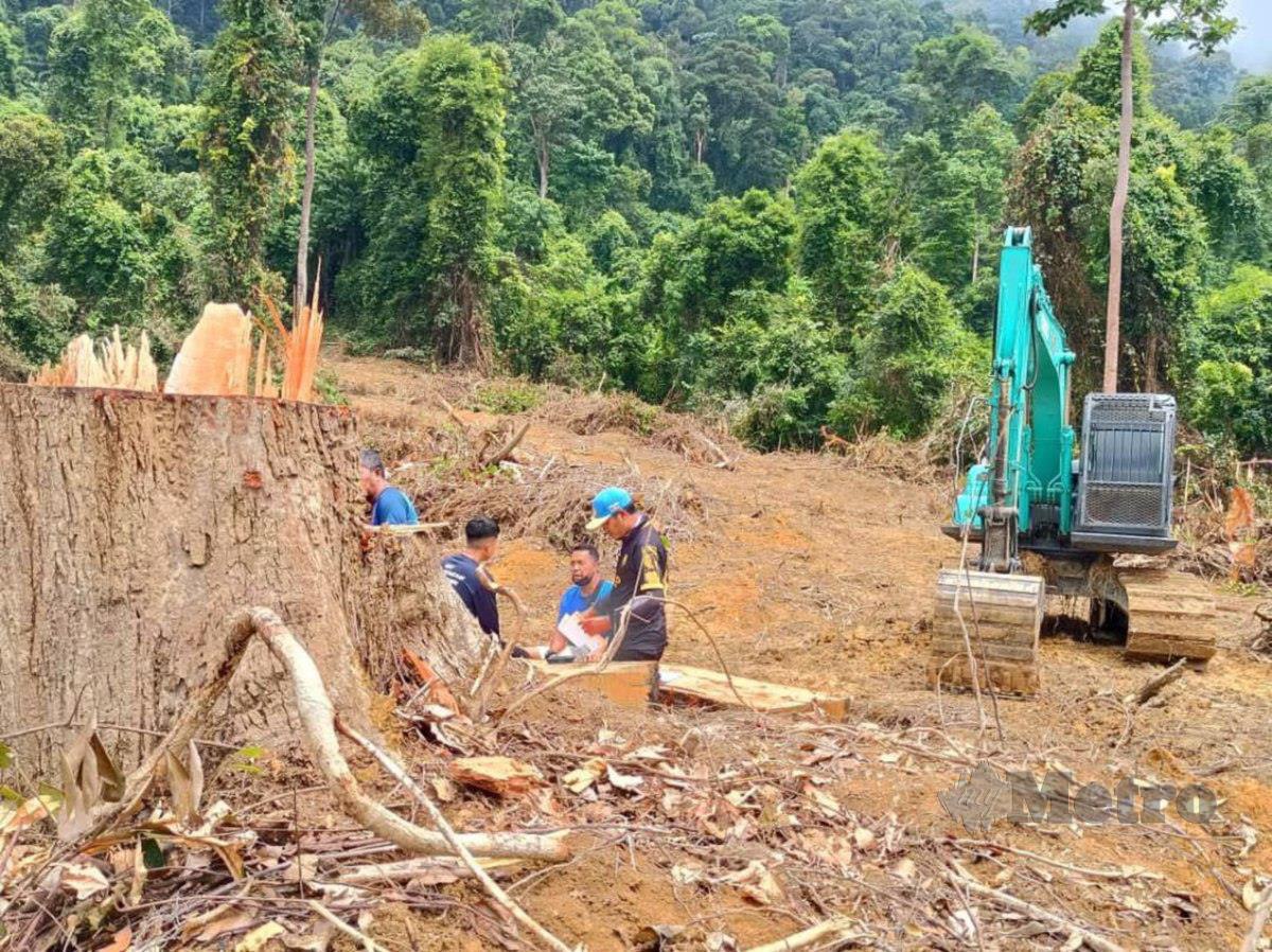 Jengkaut yang ditemui dalam dalam tanah kerajaan di Sungai Rengat Mukim Ulu Cheka. FOTO MOHD RAFI MAMAT