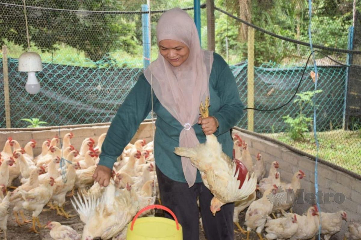 Penternak ayam kampung organik di Felda Jengka 8, Asma Moin, 40 tidak memang tangan berikutan permintaan ayam miliknya meningkat seratus peratus sejak berlaku krisis ayam. FOTO ROSELAN AB MALEK