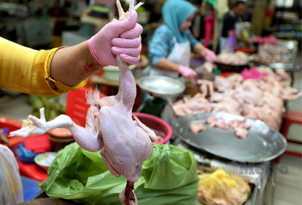 Kebanyakan peniaga hanya mendapat kurang separuh tempahan ayam dari pembekal ketika tinjauan  ketika ditemui di Pasar Siti Khadijah. FOTO NIK ABDULLAH NIK OMAR
