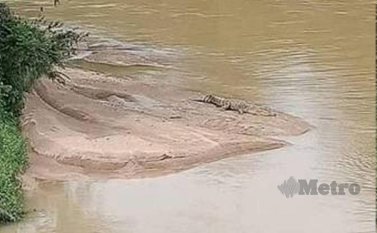 Seekor buaya tembaga dilihat sedang berjemur di Sungai Pilin, Rembau, semalam. FOTO Ihsan Pembaca