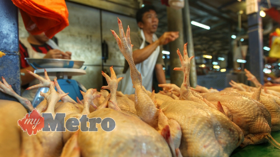 PENIAGA ayam, Iwan Rashin, 32 menunjukkan ayam siap disembelih dengan harga naik RM7.50 sekilo kepada RM8 pada tinjauan harga barang mentah di bulan Ramadan di Pasar Chow Kit. FOTO Aswadi Alias