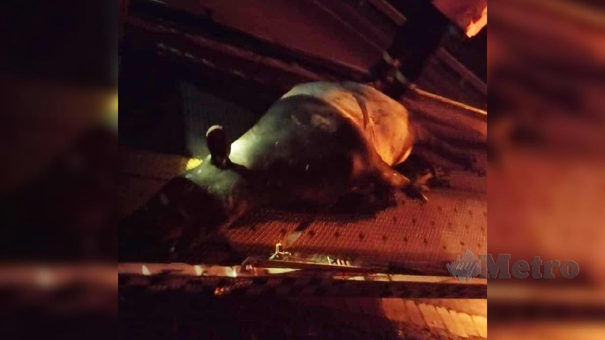 Tapir jantan mati dilanggar kereta di Kilometer 200 menghala ke Kuantan Lebuhraya Pantai Timur (LPT) Satu, malam tadi. FOTO Ihsan Perhilitan