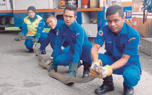 ANGGOTA JPAM menunjukkan ular tedung yang berjaya ditangkap di Kampung Mengkuang Hujung, Mukim Kupang, Baling.