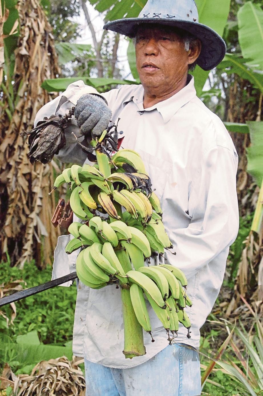 KEADAAN pokok pisang nangka yang rosak diserang penyakit. 