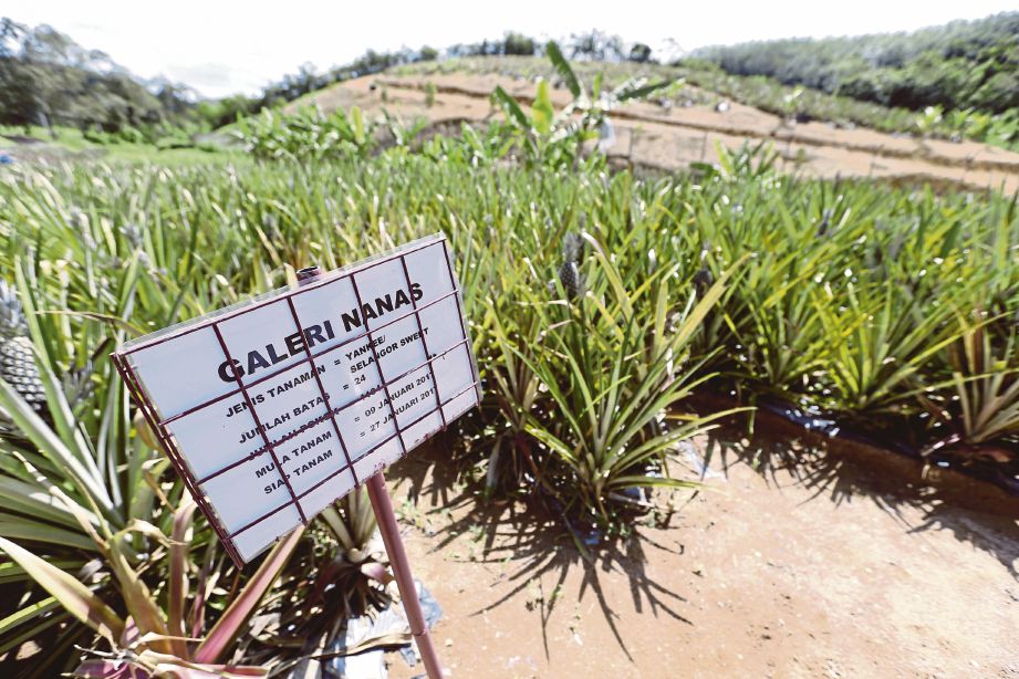  Ladang nanas Pusat Rawatan dan Pemulihan Jelebu, Negeri Sembilan.
