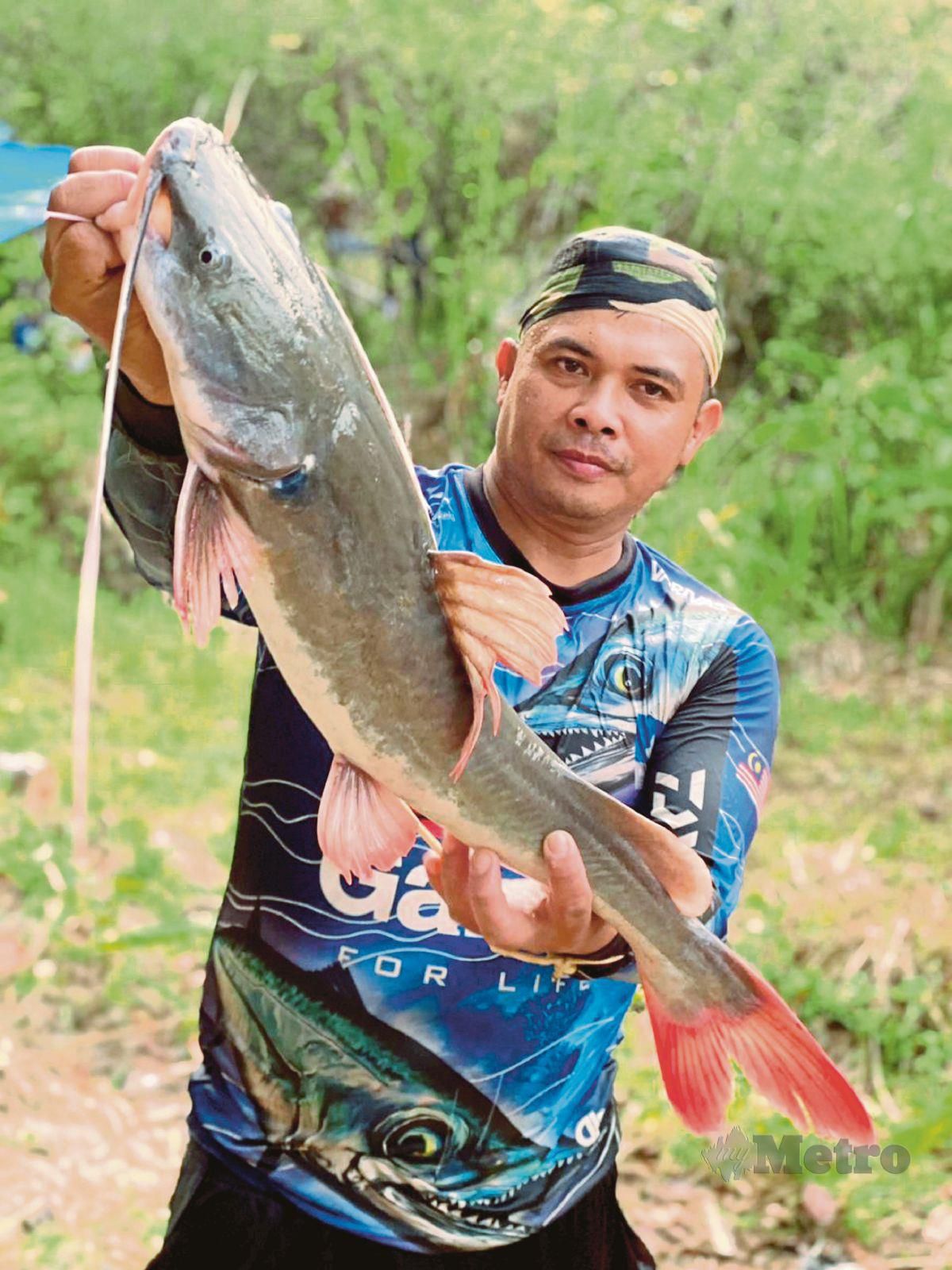 Ikan baung ekor merah yang berjaya dipancing ketika program memburu ikan berkenaan oleh Jabatan Perikanan Negeri Sembilan di Sungai Triang.