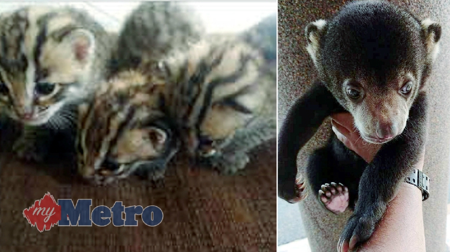 ANTARA haiwan eksotik yang diperdagangkan di sosial media. FOTO Ihsan Pusat Konversasi Beruang Madu Borneo (BSBCC)