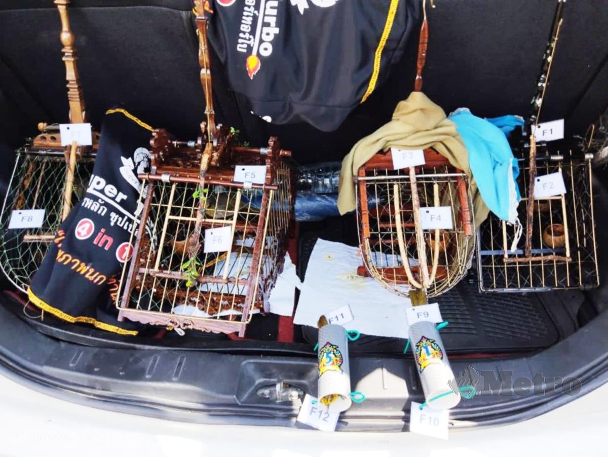 ANTARA burung di dalam sangkar yang dirampas pihak berkuasa dari sekumpulan individu di Kampung Gadong Lama, Labu, Negeri Sembilan