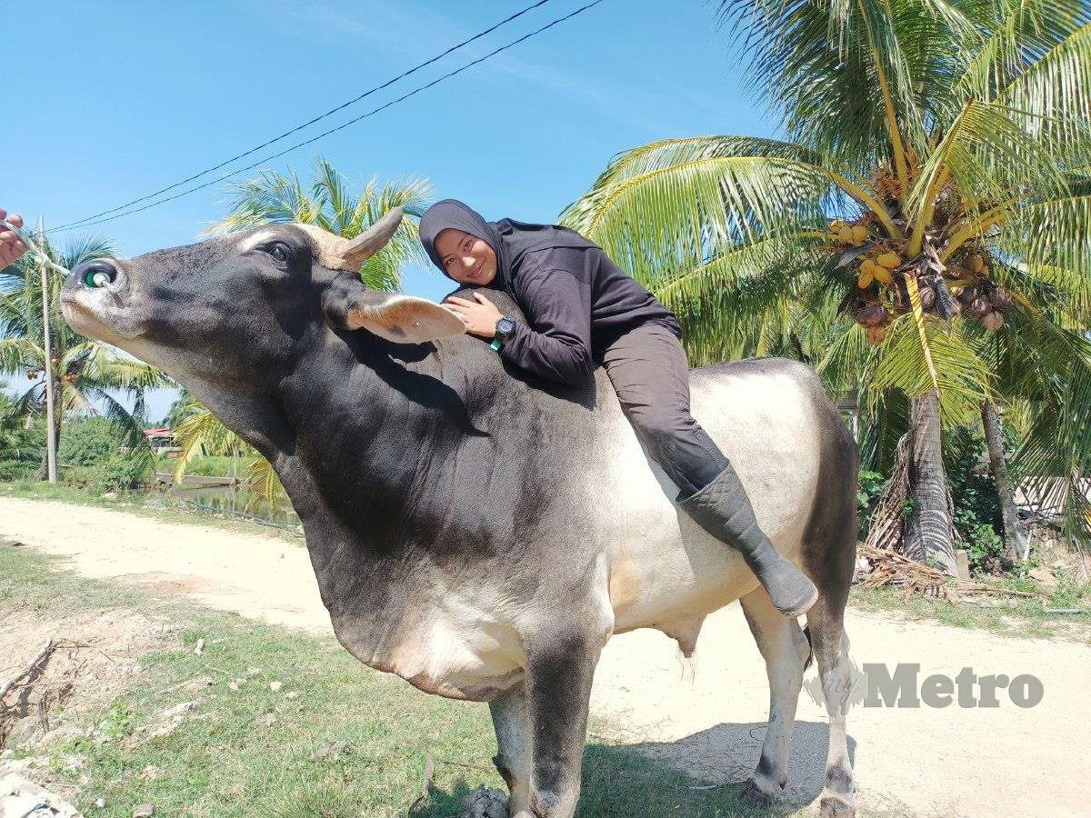  Nor Farisya Azhar, 18, menjaga lembu baka Brahman dan Kacuk Kelantan di kandang milik bapanya di Kampung Tebing Tinggi, Kemumin, di sini. FOTO SITI ROHANA IDRIS