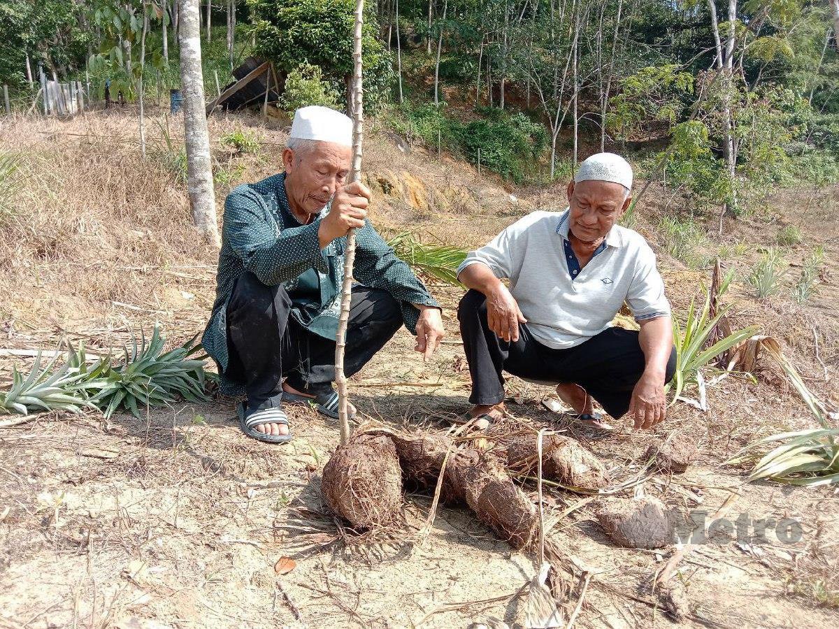 Mahamad Deraman, 67, (baju hijau) bersama rakannya Mamat Ibrahim, 70, melihat pokok pisang dan nanas yang dirosakkan gajah liar yang menceroboh ke kebunnya. FOTO NAZDY HARUN