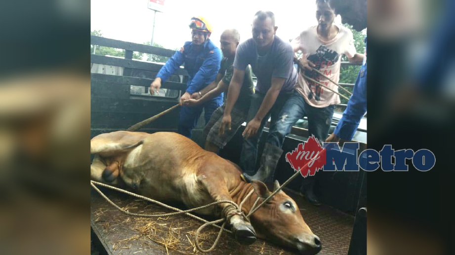 ANGGOTA Angkatan Pertahanan Awam Malaysia (APM) Daerah Kulim/Bandar Baharu bersama orang awam mengangkat lembu jantan yang terjatuh ke dalam  longkang  di Kampung Sungai Limau, Kulim. FOTO Ihsan APM