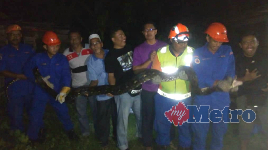 ANGGOTA Angkatan Pertahanan Awam (APM)Kubang Pasu menangkap ular sawa batik di rumah di Kampung Padang, Mukim Temin. FOTO Ihsan APM