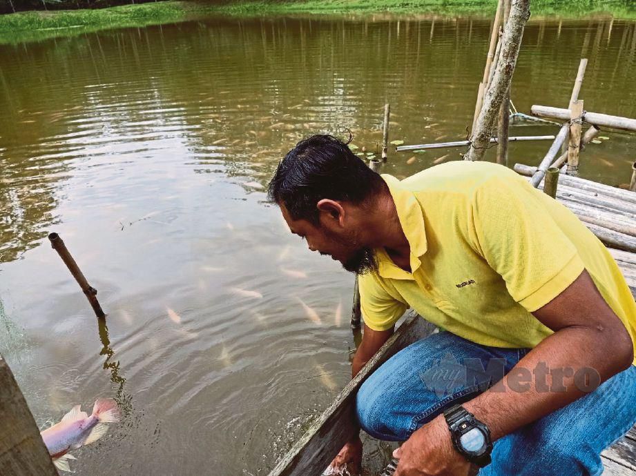 MUSRIADI di kolam ikannya di Kampung Lendu.