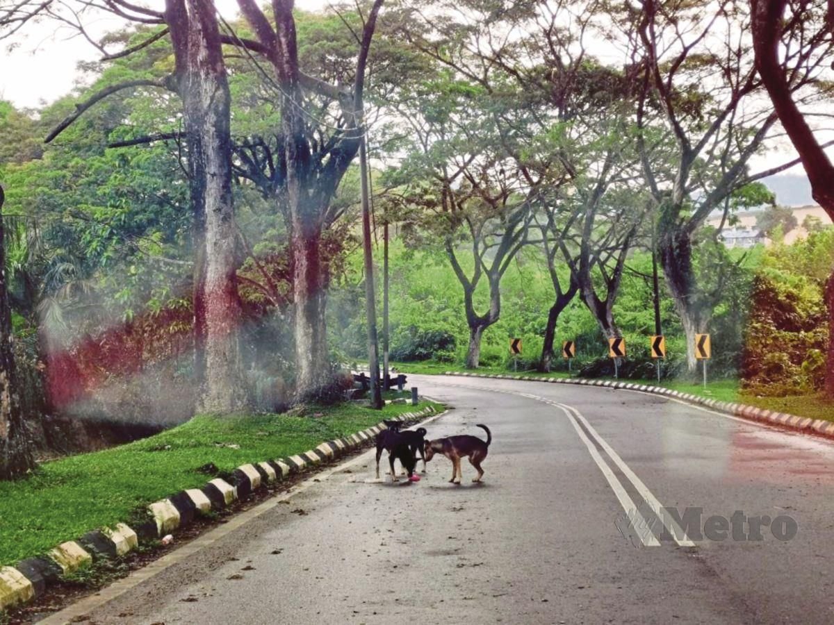 KELIBAT anjing liar di beberapa kawasan perumahan di sekitar Senawang yang menimbulkan rasa tidak selesa penduduk. FOTO AHMAD HASBI