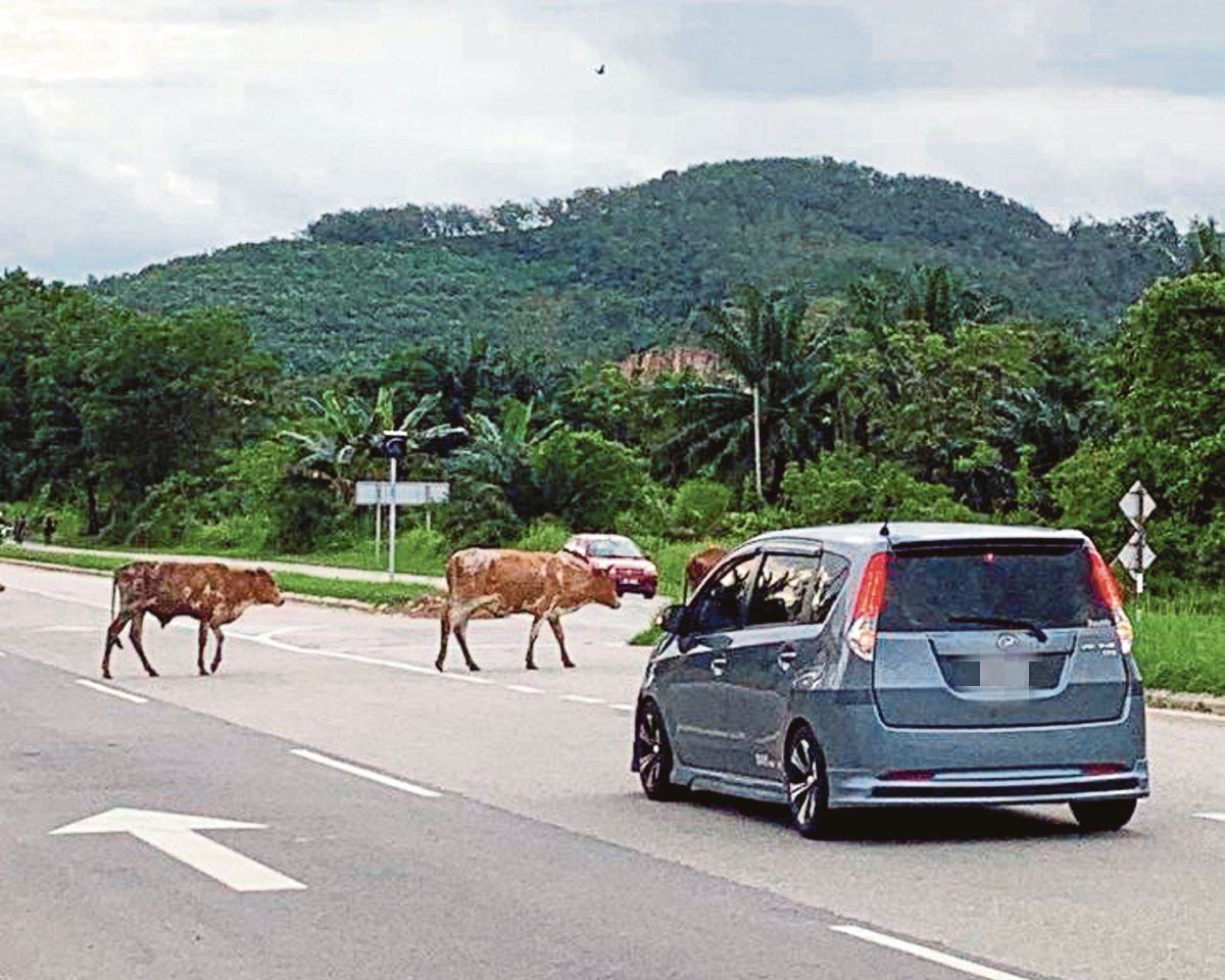 HAIWAN ternakan seperti lembu berkeliaran di Jalan Dengkil-Kajang sehingga membahayakan keselamatan pengguna jalan raya.