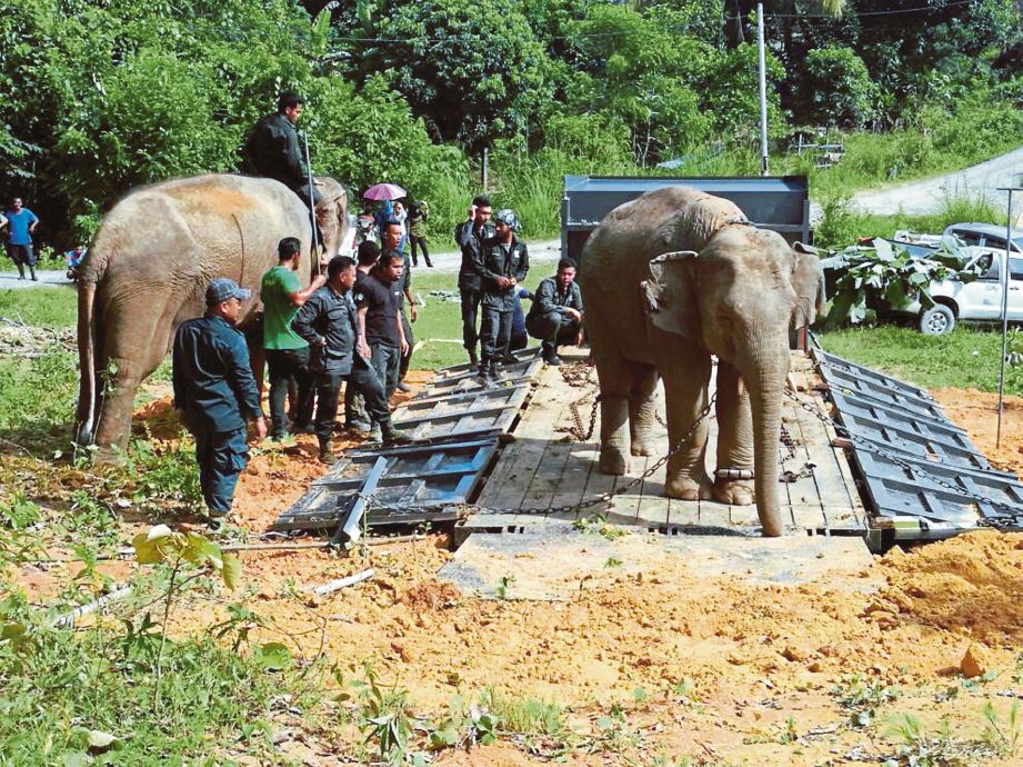  gajah liar  yang ditangkap PERHILITAN di Kampung Kuala Balah, Kelantan dipindahkan ke habitat lebih selamat di Taman Negara. 
