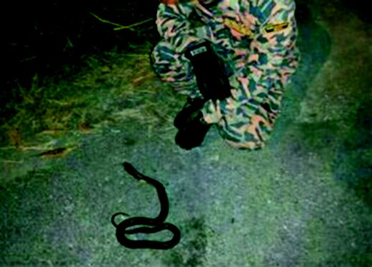 ANGGOTA bomba menunjukkan anak ular yang ditangkap.