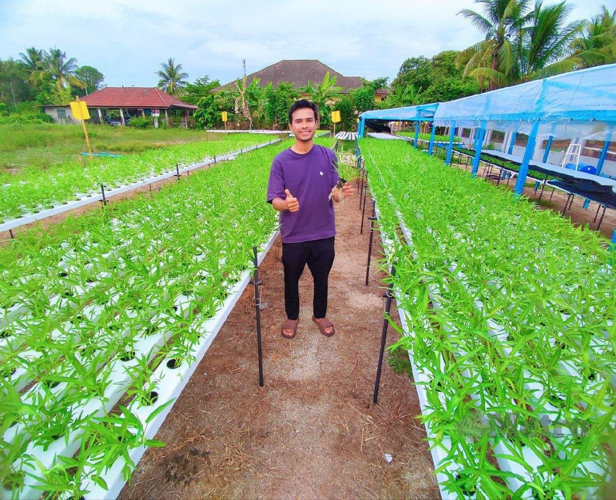 Usahawan tani, Muhammad Syafiq Madzlan menunjukkan kangkung hidroponik yang ditanam di kebun sayur hidroponik di Kampung Gong Kepas, di Besut. FOTO Nurul Fatihah Sulaini