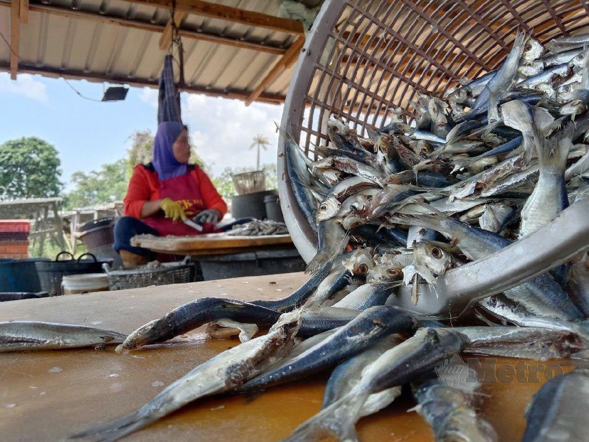 Pekerja sedang menjemur ikan kering di bengkel milik Norhayati Mohamed, 37, di Kuala Besut. FOTO NAZDY HARUN