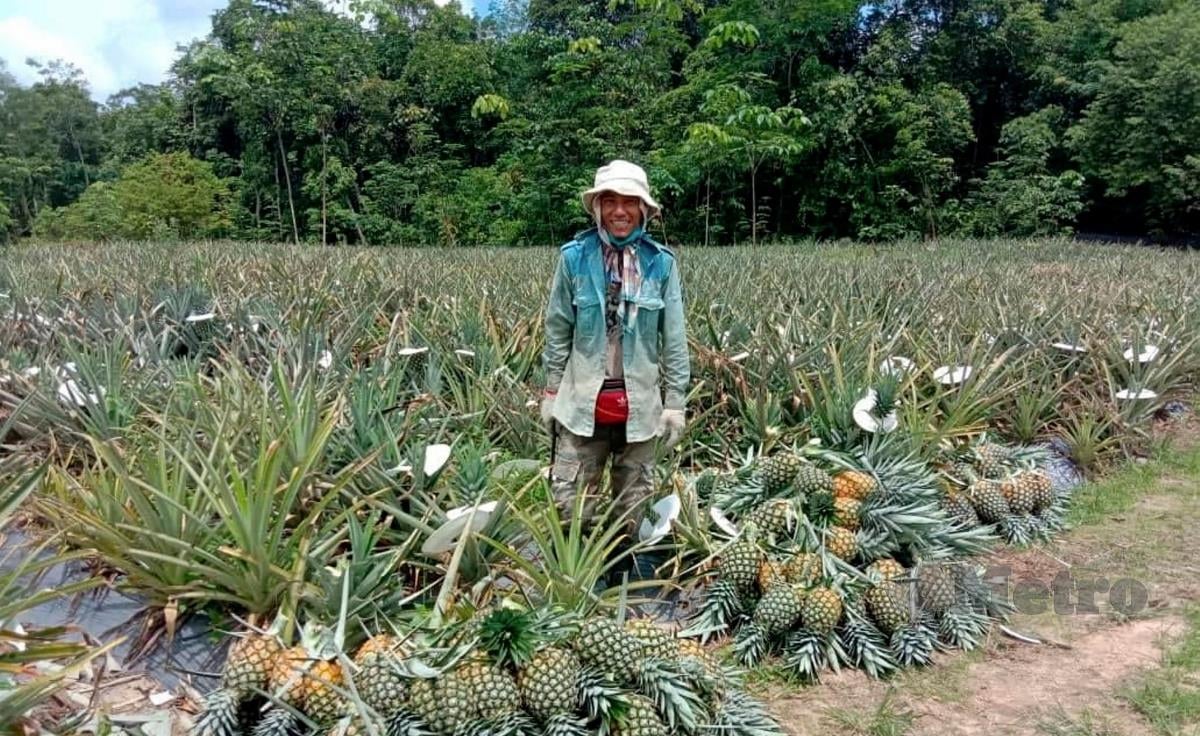 Wan Lokman Wan Haron, 33, berjaya mengusahakan nanas jenis Madu Kaca dan MD2 dengan mampu menghasilkan tujuh tan buah berkenaan untuk semusim. Tanaman itu diusahakan di tanah seluas 0.4 hektar sejak tiga tahun lalu. FOTO IHSAN WAN LOKMAN