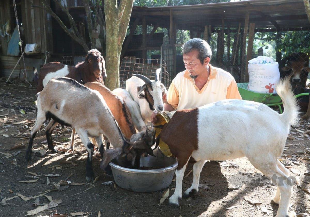 Penternak kambing, Wan Mohd Suffian Wan Mohmad kerugian RM24,000 selepas 30 kambing miliknya dibaham harimau kumbang. FOTO MOHD RAFI MAMAT