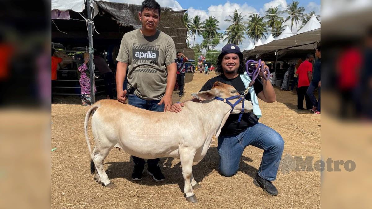 Mohd Affindi Saat, 38, (kiri) dari Kampung Kemuming, Pengakalan Chepa bersama lembu kerdil yang dijual dengan harga RM14,500 seekor. FOTO AHMAD RABIUL ZULKIFLI