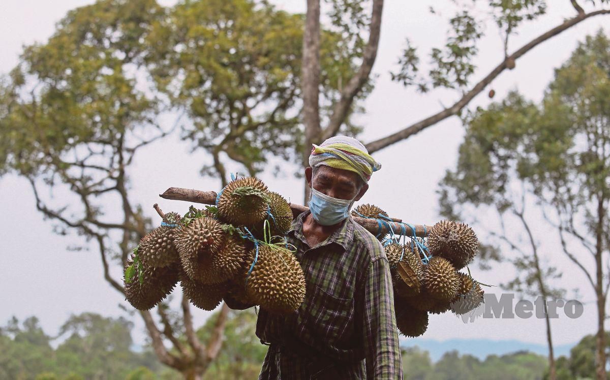 Mamat Yahya, 64 atau lebih dikenali Che Rani memikul durian di cerun bukit ketika dtemui  dusunnya di Kampung Lingai, Batu Rakit. FOTO GHAZALI KORI