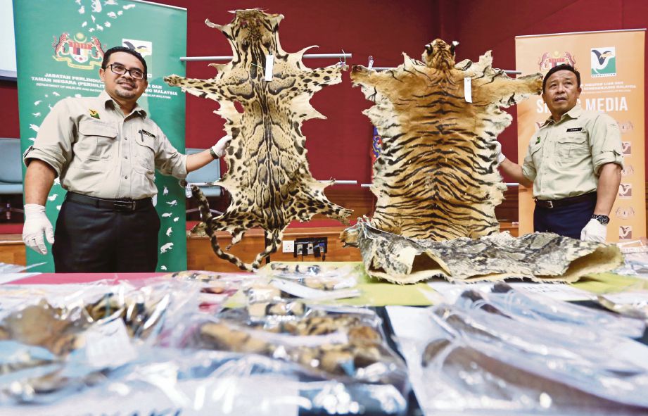 ABDUL Kadir  (kanan) dan Pengarah Bahagian Juruperunding PERHILITAN, Wan Mohd Adib Wan Mohd Yusoh menunjukkan kulit harimau belang dan harimau dahan yang  dirampas.