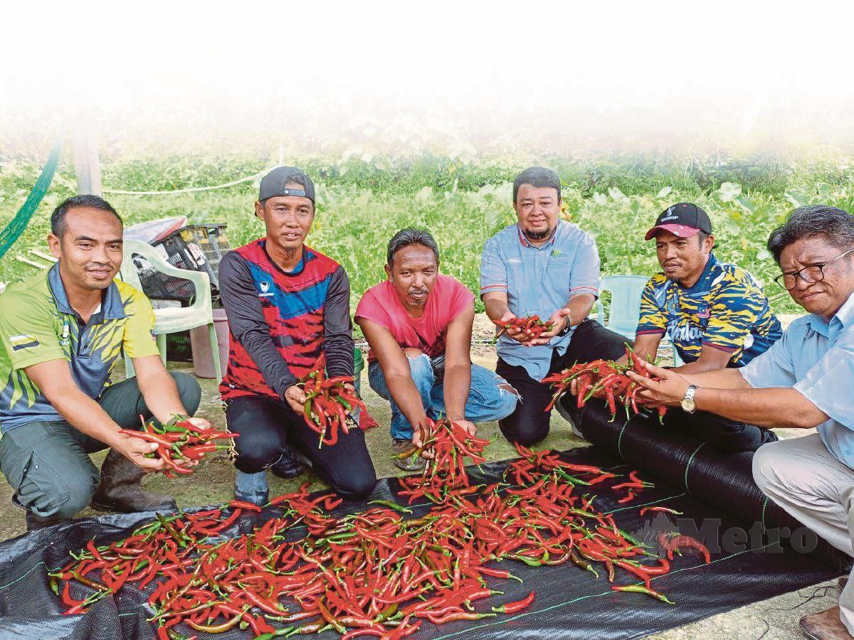 PETANI yang juga ahli KATAM menunjukkan hasil cili jenis Sakata 461 yang ditanam. Hadir sama, Pegawai Pertanian Daerah Kuala Kangsar, Muhammad Nazri Hassan (tiga dari kanan). FOTO Muhamad Lokman Khairi