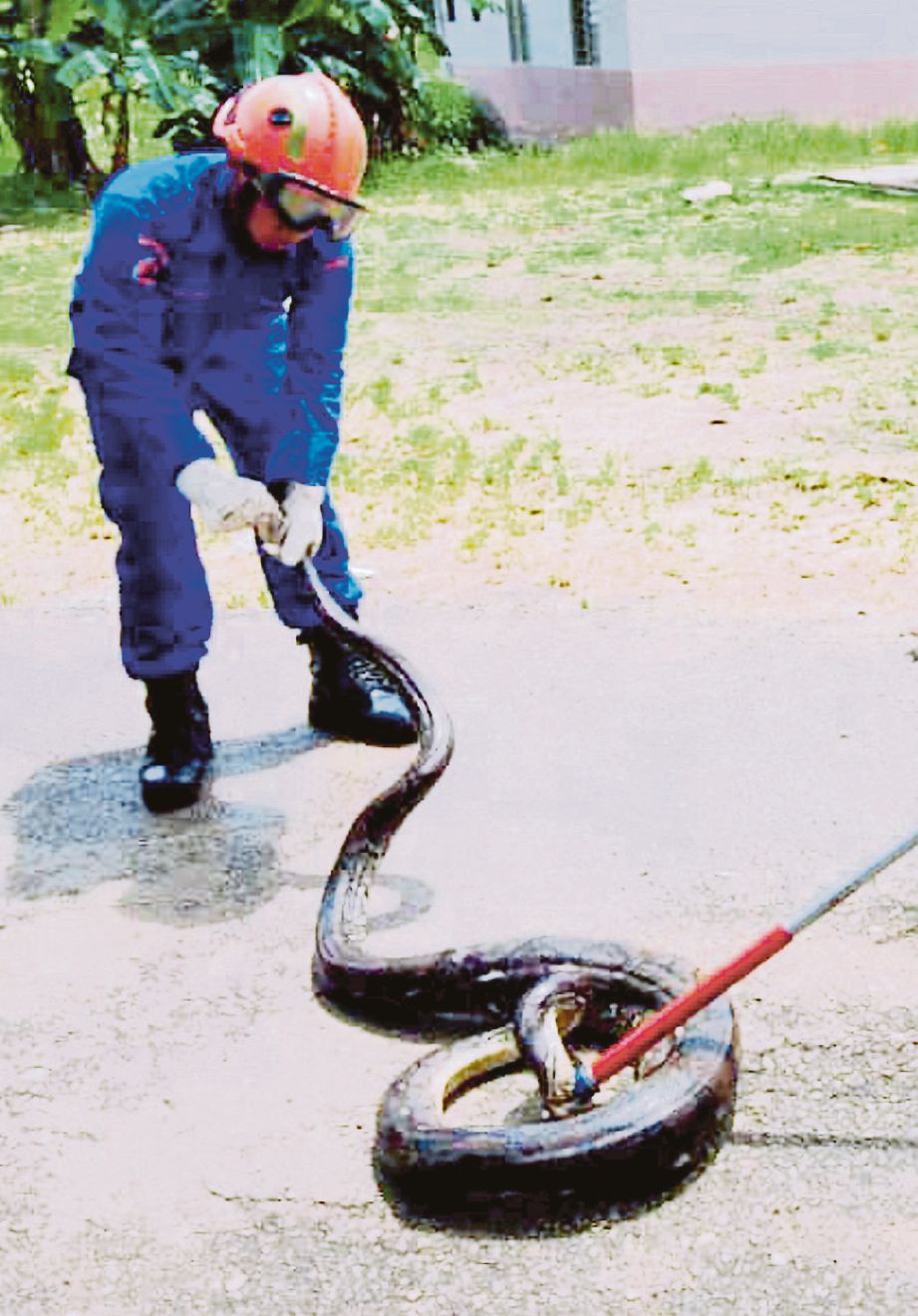 ANGGOTA APM menangkap ular sawa batik di PPMS Chin Teck, Gua Musang. 