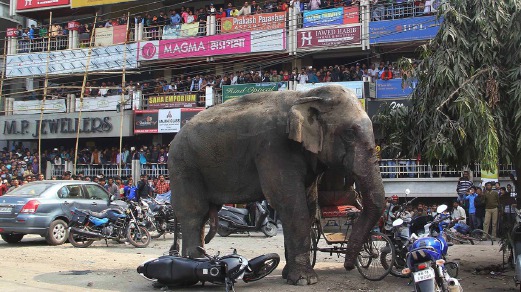 GAMBAR fail, gajah mengamuk di Benggala Barat, Februari lalu. 