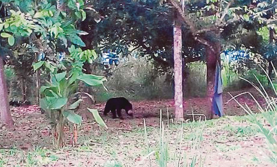KELIBAT beruang berkeliaran di kawasan halaman rumah penduduk di Kampung Timur, Jeli.